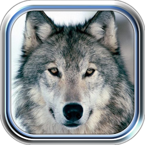 Wolves Valley.apk 1.2