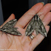 Hagen's sphinx moths