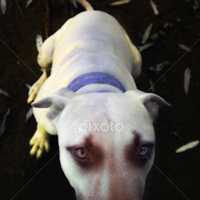 face crazy by Bayu Shutter - Animals - Dogs Portraits