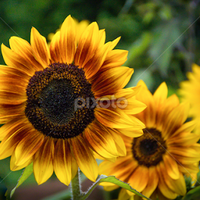 God Breathed Sunflowers 04 by Robert Willson - Flowers Flower Gardens