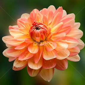 Dahlia by Carl Sieswono Purwanto - Flowers Single Flower