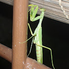 Praying mantis