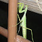 Praying mantis