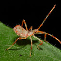 Leaf-Footed Bug Nymph