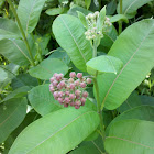 milkweed