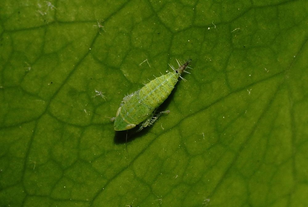 Privet Leafhopper