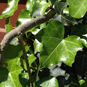 English ivy