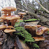 winter mushrooms