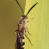 Hairy Flower Wasp