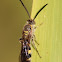 Hairy Flower Wasp