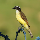 Bentevizinho-de-asa-ferruginea (Rusty-margined Flycatcher)