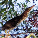 Green Heron Fledgling with a Dragon Fly Meal