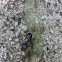 Bigheaded Ant
