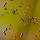 Spiderlings of Common Garden Spider