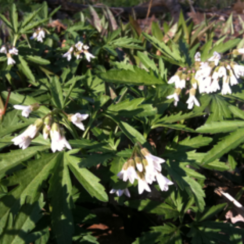 Cut leaved Toothwort