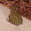 Cuban Tree Frog