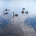 Mute Swan