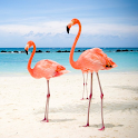 Flamingo Live Wallpaper logo