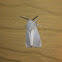 Satin moth