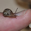 Tiny Garden Snail