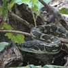 Eastern carpet python