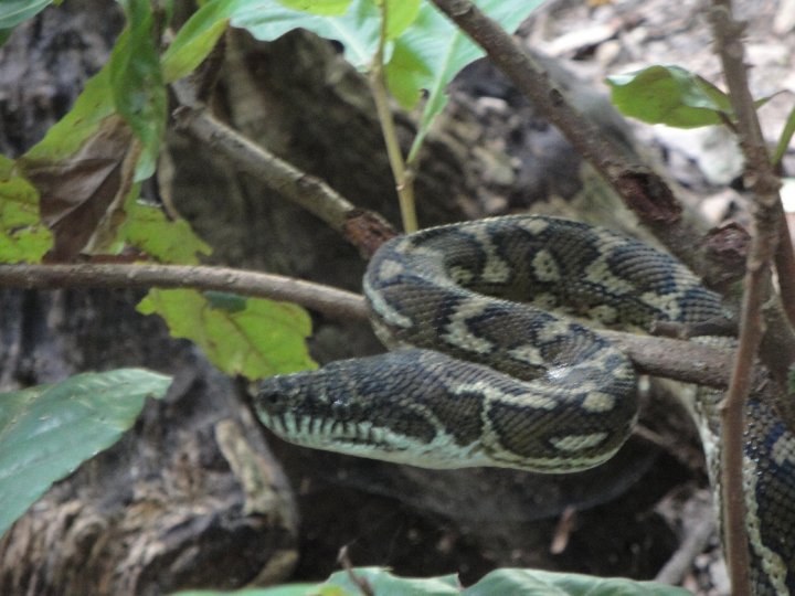 Eastern carpet python