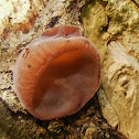 Jew's Ear Fungi