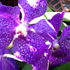 Royal Purple Vanda Orchid