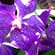 Royal Purple Vanda Orchid