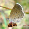 Pale grass blue betterfly