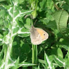 Meadow Brown Butterfly (Maniola Jurtina)