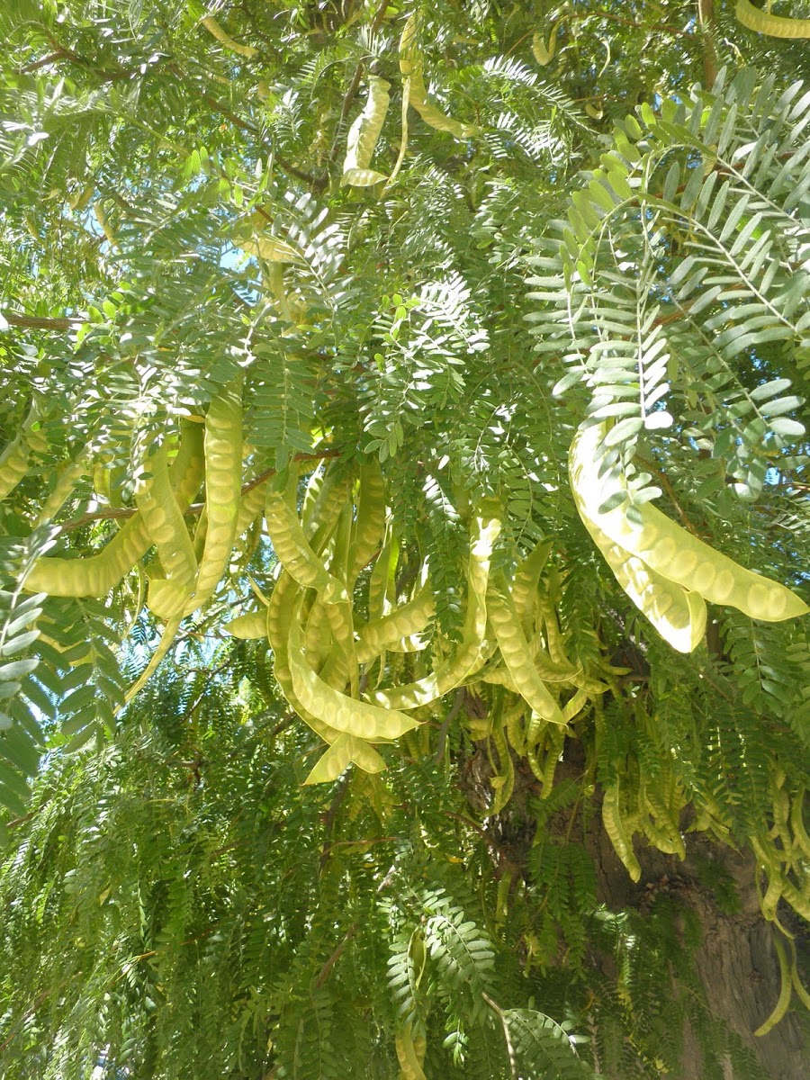 Gleditsia triacanthos (Acacia de tres espinas)