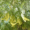 Gleditsia triacanthos (Acacia de tres espinas)