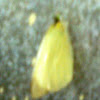 mariposa blanca 
