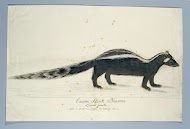 Icotnyx striatus (Striped polecat or Zorille)