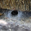 Crevice Weaver Spider Web