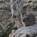 Yellow Spotted Rock Hyrax