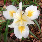 iris florentina