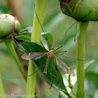 Crane Fly or Mosquito Hawk