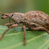 Weevil