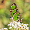 Green Longwing