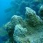 Pachyseris Coral