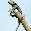 Desert Spiny Lizard