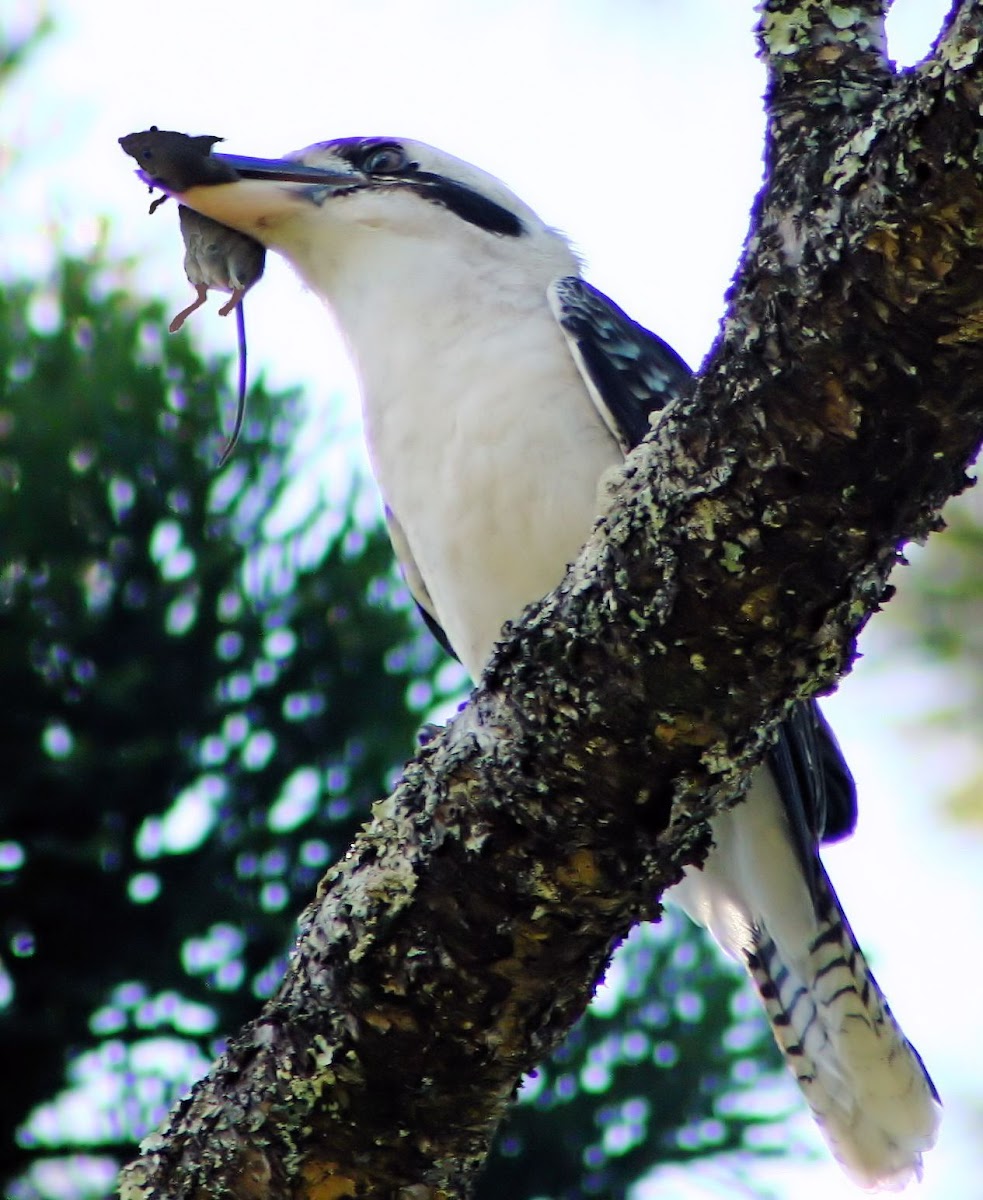 Laughing Kookaburra with mouse