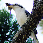 Laughing Kookaburra with mouse