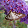 The box tree moth