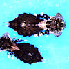 Dragonfly nymph - Aeshnidae