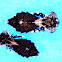 Dragonfly nymph - Aeshnidae