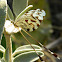 Greek lacewings
