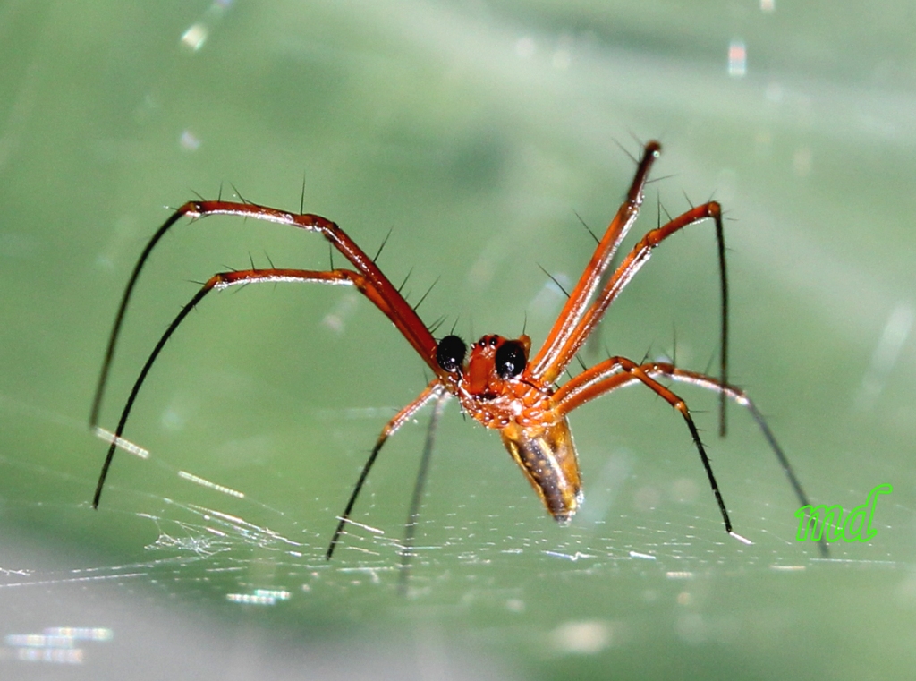 Giant Wood Spider, Golden Web Spider